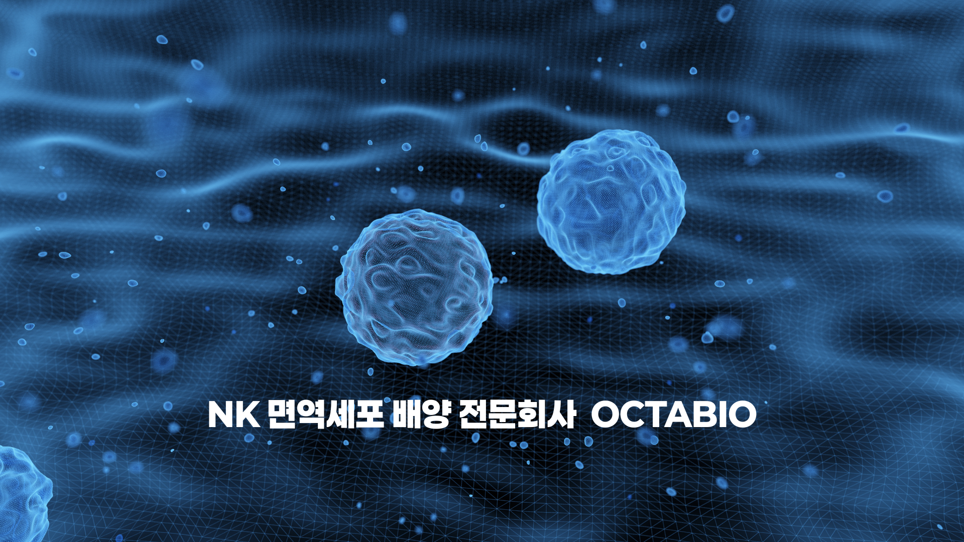 NK 면역세포 배양 전문회사 OCTABIO